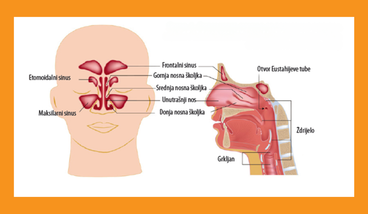 Anatomska građa nosa